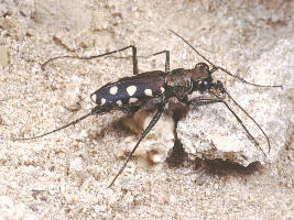 Le Tavole del Forum. Tav. I   Col. Carabidae Cicindelinae